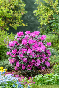 Bild von Rhododendron